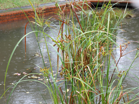 Cyperus ohwii