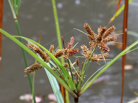 Cyperus ohwii