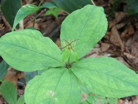 Paris tetraphylla