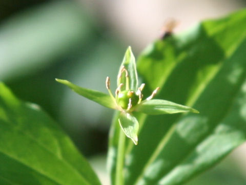 Paris tetraphylla