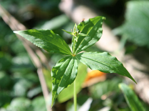 Paris tetraphylla