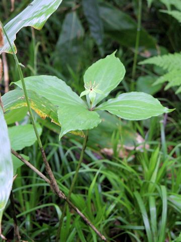 Paris tetraphylla