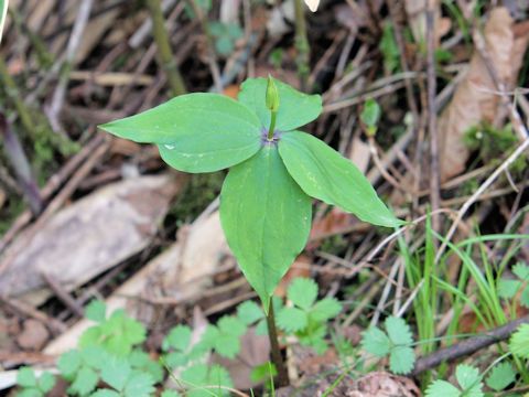 Paris tetraphylla