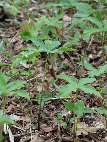 Paris tetraphylla