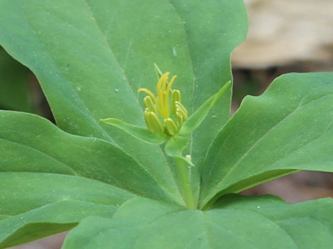 Paris tetraphylla