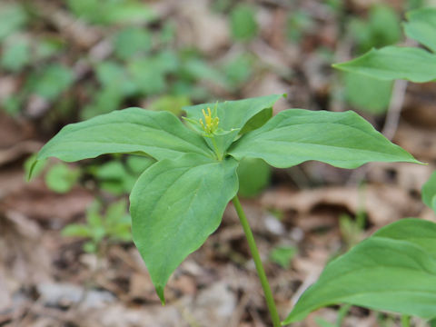 Paris tetraphylla