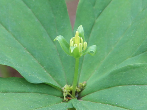 Paris tetraphylla