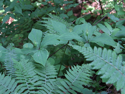 Paris tetraphylla