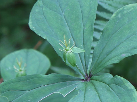 Paris tetraphylla