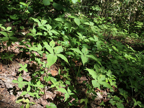 Paris tetraphylla