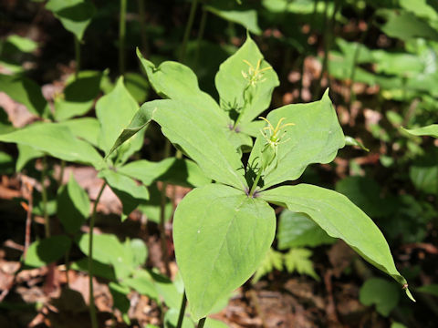 Paris tetraphylla