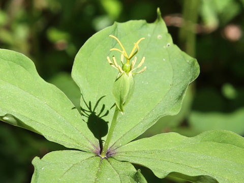 Paris tetraphylla