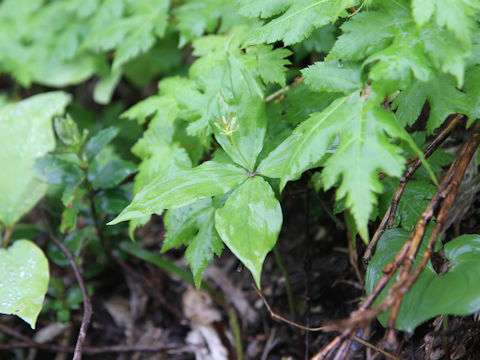 Paris tetraphylla