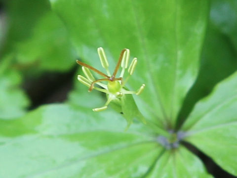 Paris tetraphylla