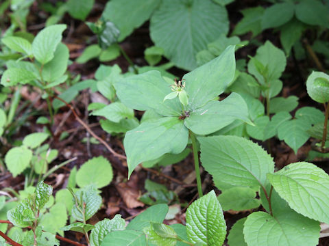 Paris tetraphylla