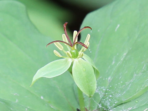 Paris tetraphylla