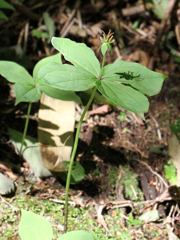 Paris tetraphylla