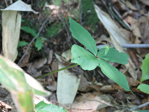 Paris tetraphylla