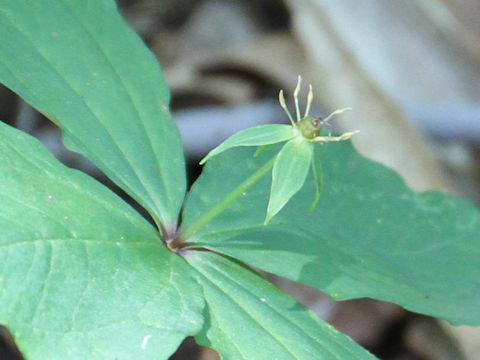 Paris tetraphylla