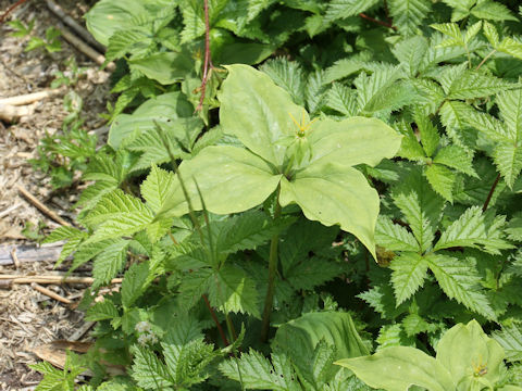 Paris tetraphylla