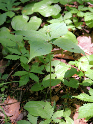 Paris tetraphylla