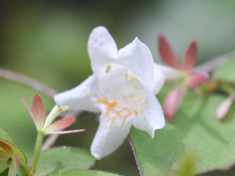 Abelia spathulata