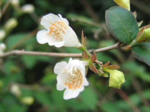 Abelia spathulata