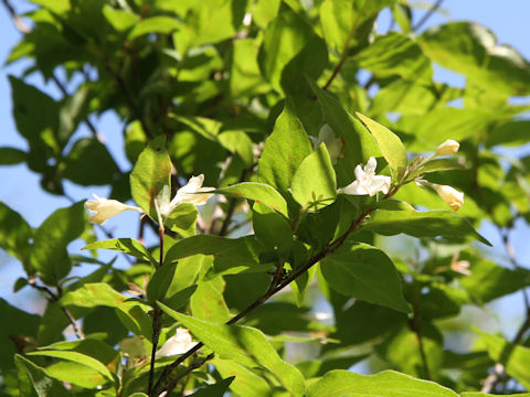 Abelia spathulata