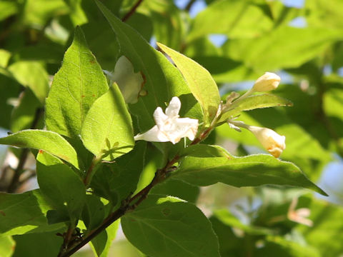 Abelia spathulata