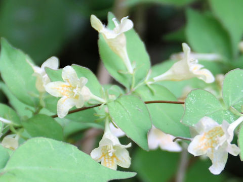 Abelia spathulata