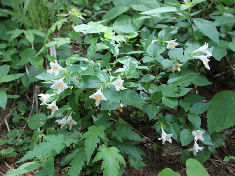 Abelia spathulata