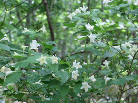 Abelia spathulata