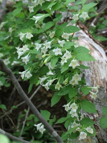 Abelia spathulata