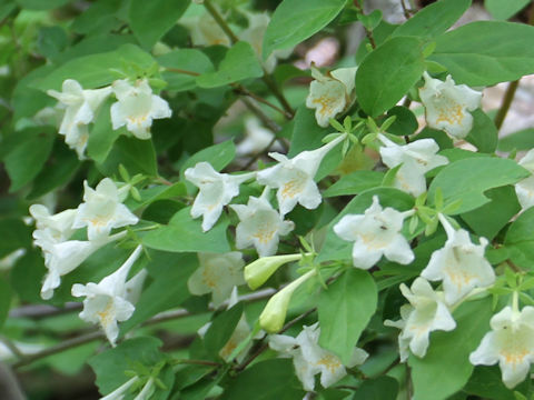 Abelia spathulata