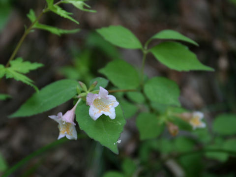 Abelia spathulata