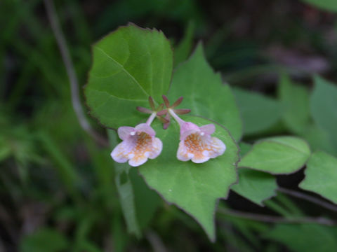 Abelia spathulata