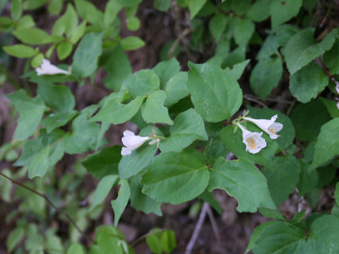 Abelia spathulata