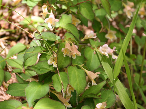 Abelia spathulata