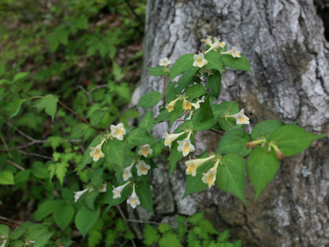 Abelia spathulata