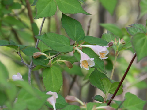 Abelia spathulata