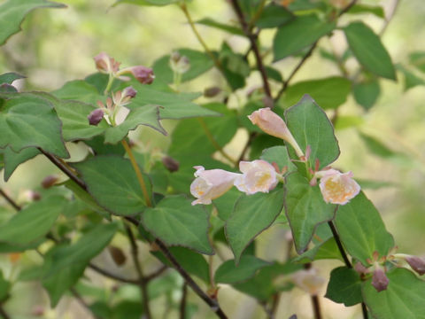 Abelia spathulata