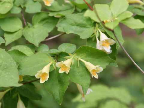 Abelia spathulata