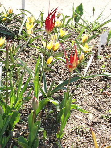 Tulipa acuminata