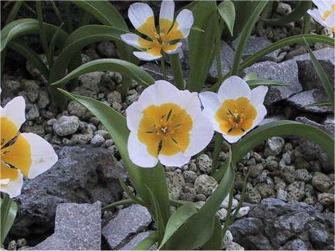 Tulipa bakeri cv. Lilac wonder