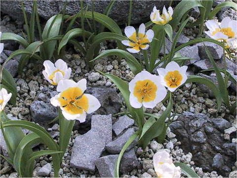 Tulipa bakeri cv. Lilac wonder