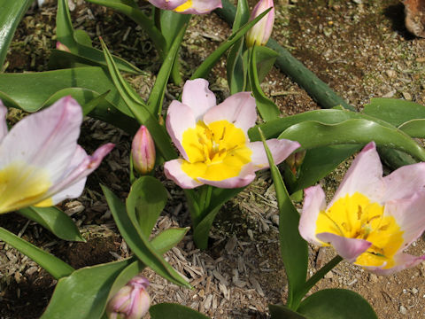 Tulipa bakeri cv. Lilac wonder