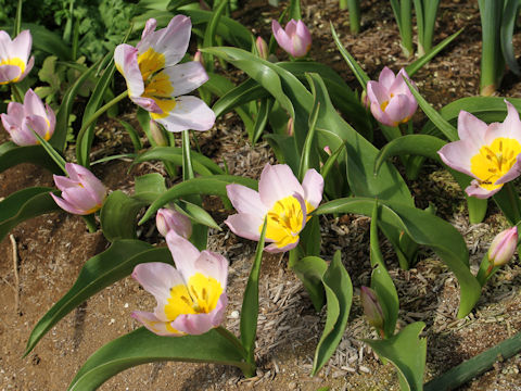 Tulipa bakeri cv. Lilac wonder