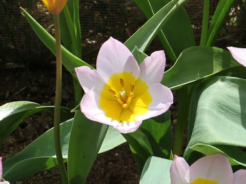 Tulipa bakeri cv. Lilac wonder
