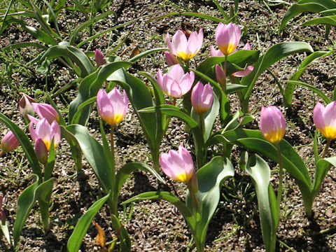 Tulipa bakeri cv. Lilac wonder