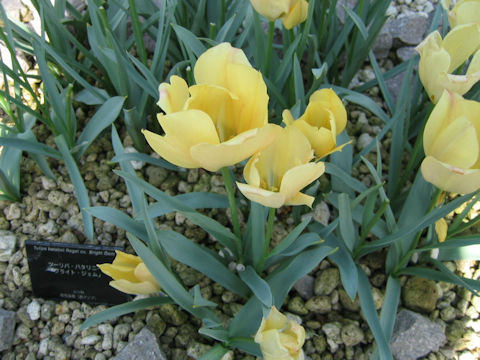 Tulipa batalinii cv. Bright Gem